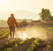 „Gestionarea irațională a pesticidelor – factor de risc pentru sănătatea umană”